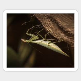 The Mantis Sticker